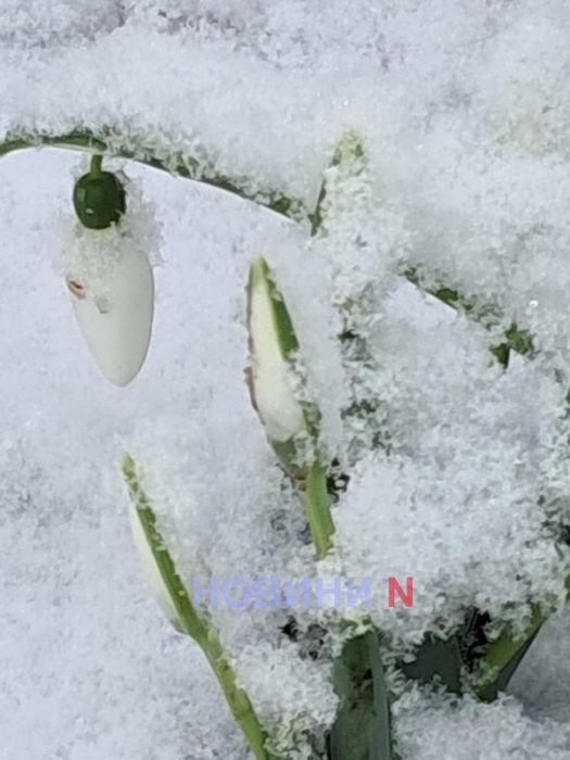 Гололед и мокрый снег: синоптики рассказали о погоде в Николаеве и области 8 февраля