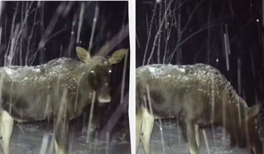 В Чернобыльском заповеднике засняли лося во время снегопада (видео)