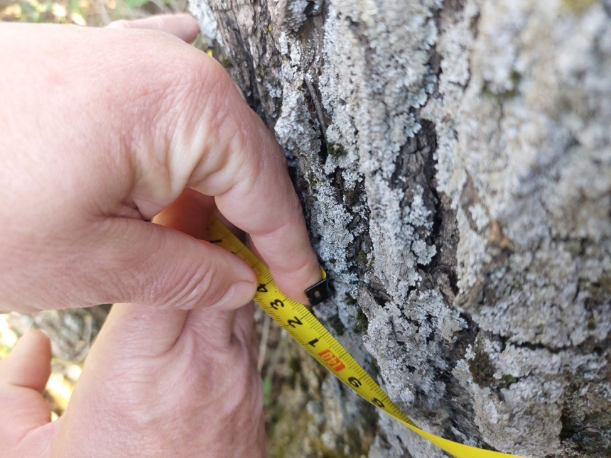 Повредил 11 деревьев гледичии: в Николаевской области задержали нарушителя