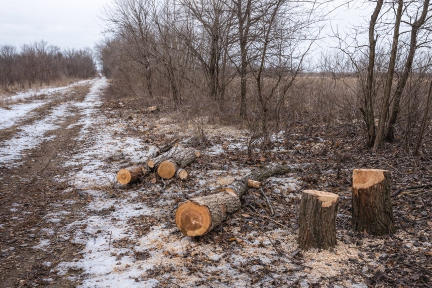 В Николаевской области повредили деревья в лесополосе