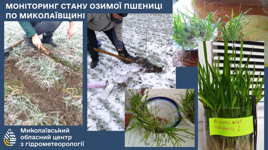 Морозы в николаевской области: какое состояние посевов