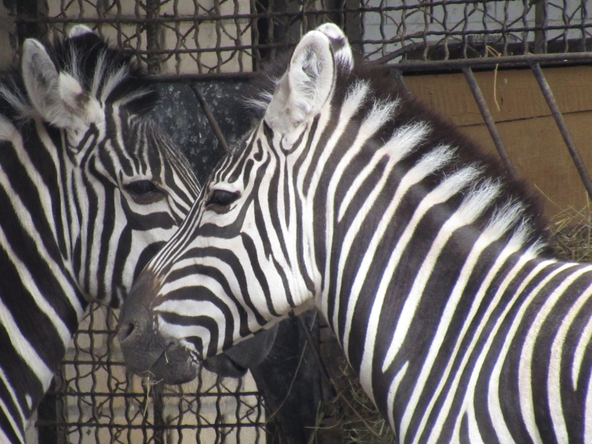 До Дня святого Валентина у Миколаївському зоопарку показали закохані пари (фото)