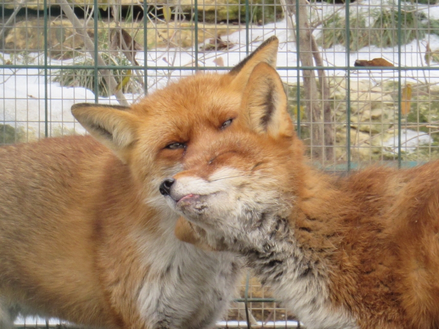 До Дня святого Валентина у Миколаївському зоопарку показали закохані пари (фото)