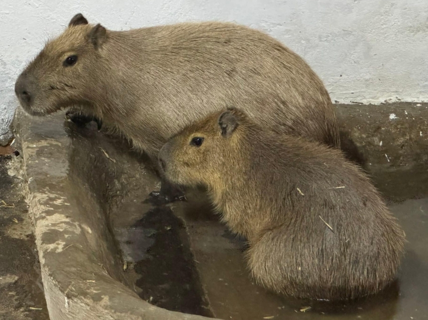 До Дня святого Валентина у Миколаївському зоопарку показали закохані пари (фото)