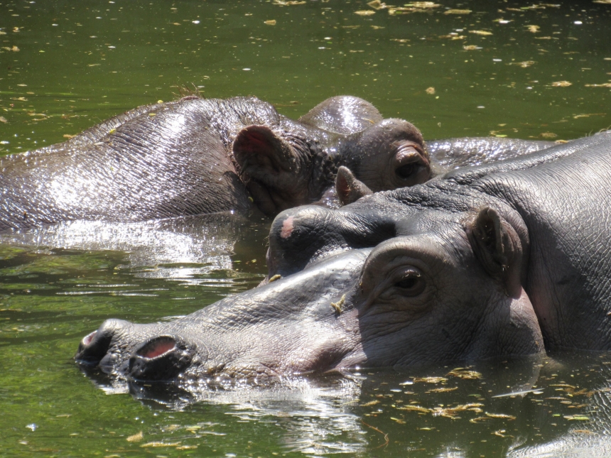 До Дня святого Валентина у Миколаївському зоопарку показали закохані пари (фото)