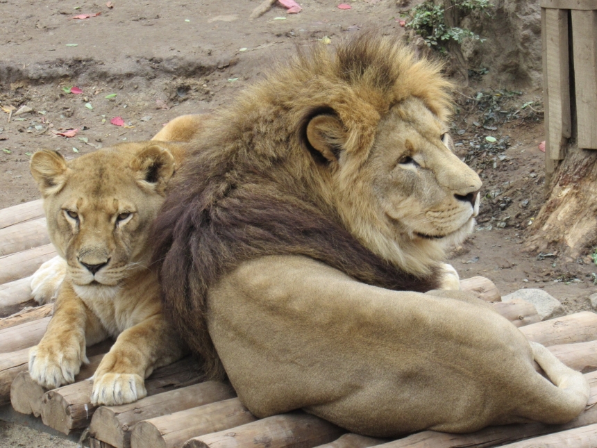 До Дня святого Валентина у Миколаївському зоопарку показали закохані пари (фото)