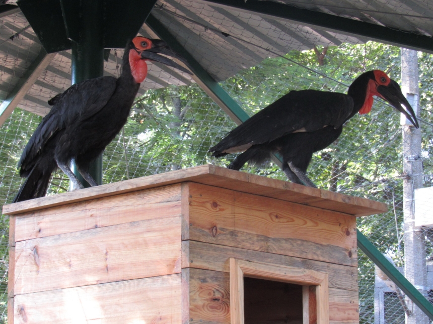 До Дня святого Валентина у Миколаївському зоопарку показали закохані пари (фото)