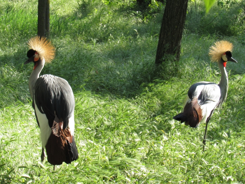 До Дня святого Валентина у Миколаївському зоопарку показали закохані пари (фото)