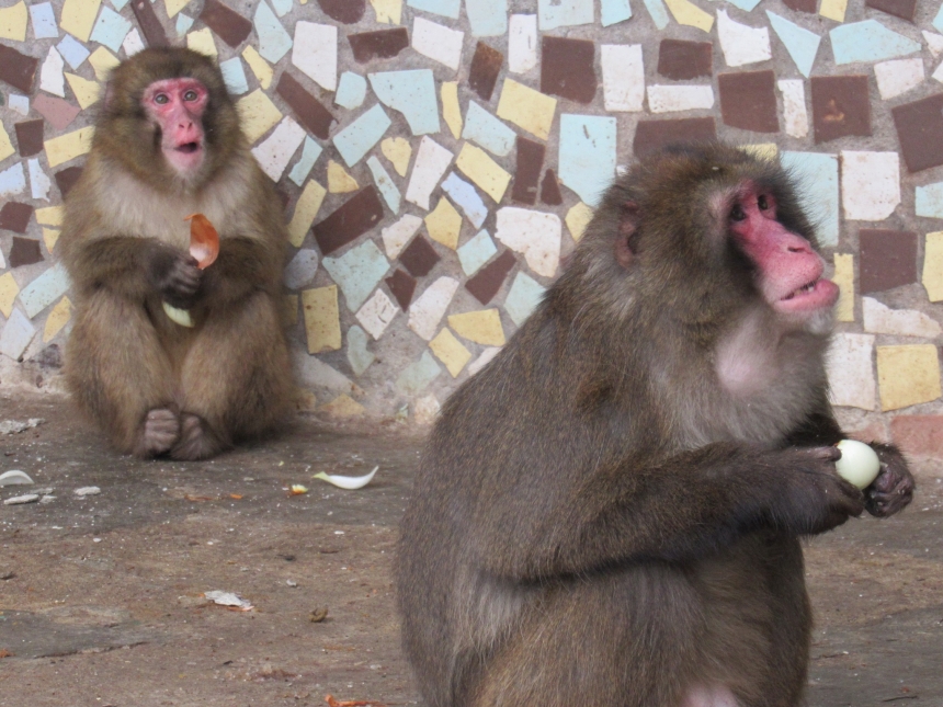 До Дня святого Валентина у Миколаївському зоопарку показали закохані пари (фото)