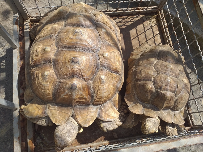 До Дня святого Валентина у Миколаївському зоопарку показали закохані пари (фото)