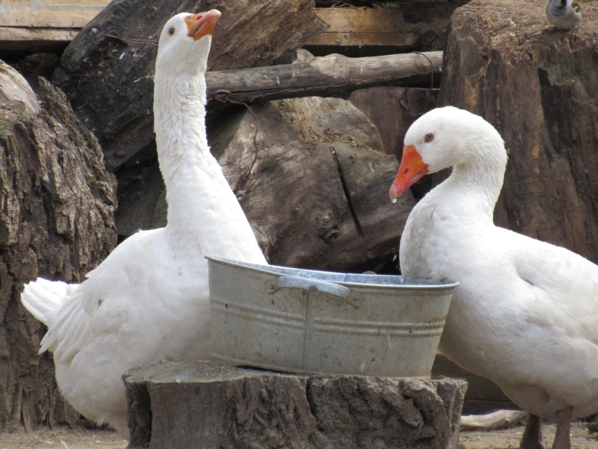 До Дня святого Валентина у Миколаївському зоопарку показали закохані пари (фото)
