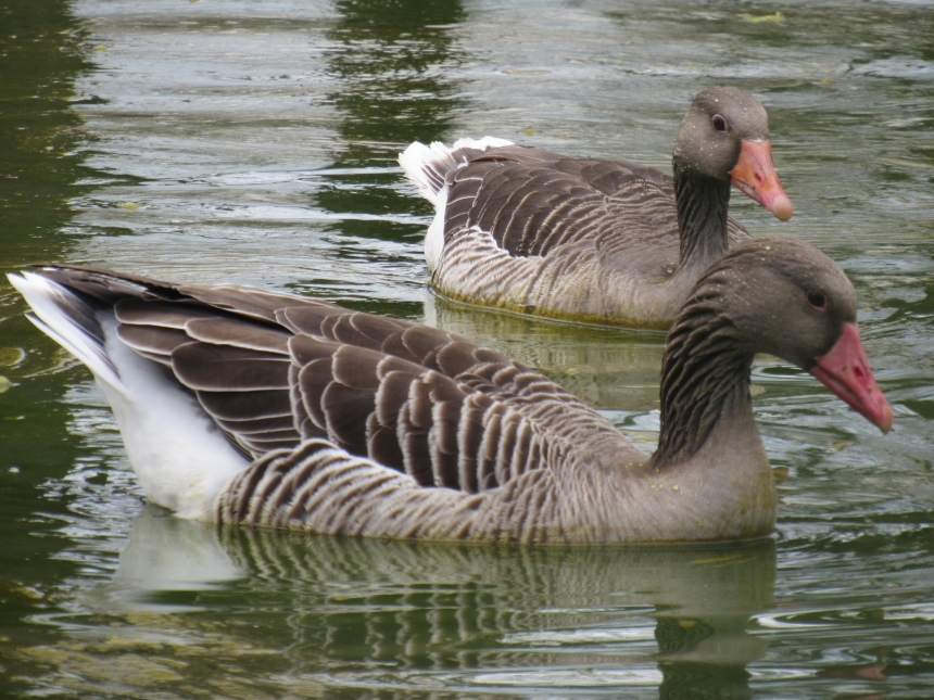 До Дня святого Валентина у Миколаївському зоопарку показали закохані пари (фото)
