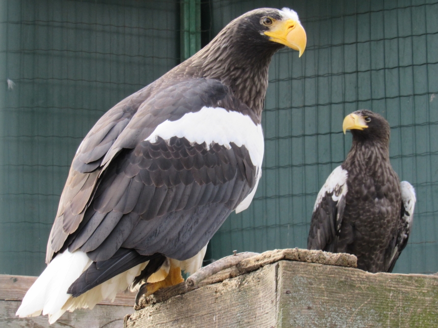 До Дня святого Валентина у Миколаївському зоопарку показали закохані пари (фото)