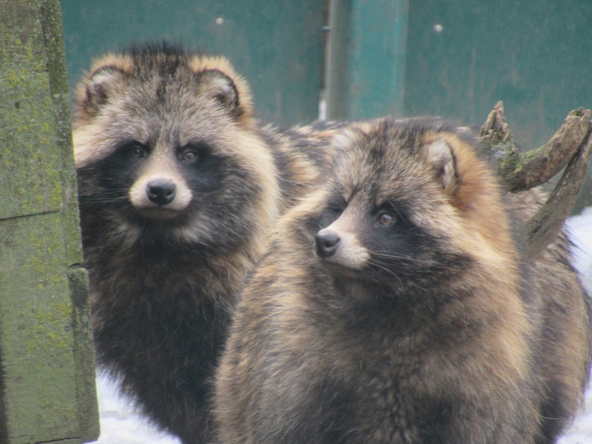 До Дня святого Валентина у Миколаївському зоопарку показали закохані пари (фото)