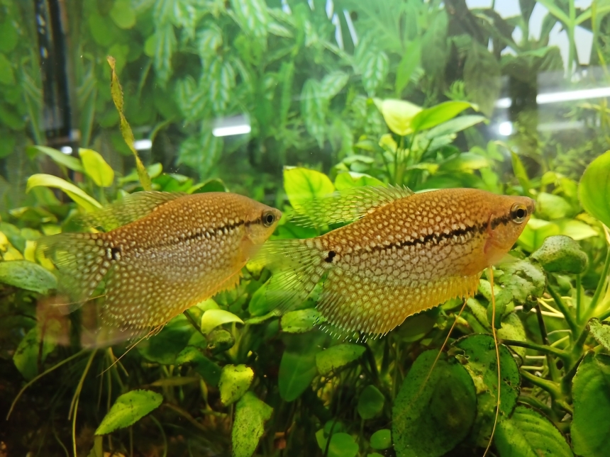 До Дня святого Валентина у Миколаївському зоопарку показали закохані пари (фото)