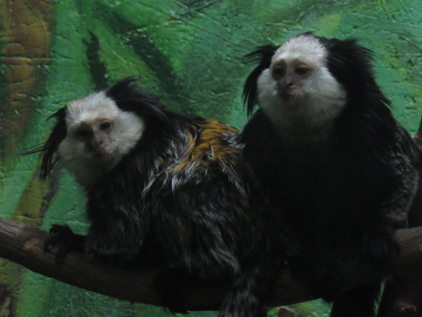 До Дня святого Валентина у Миколаївському зоопарку показали закохані пари (фото)