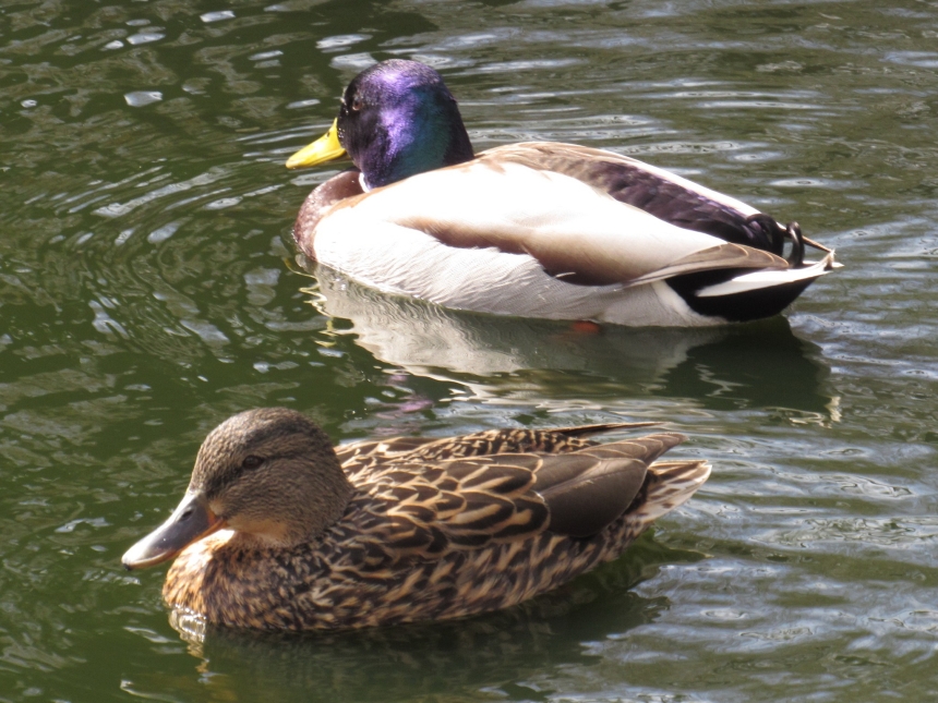 До Дня святого Валентина у Миколаївському зоопарку показали закохані пари (фото)