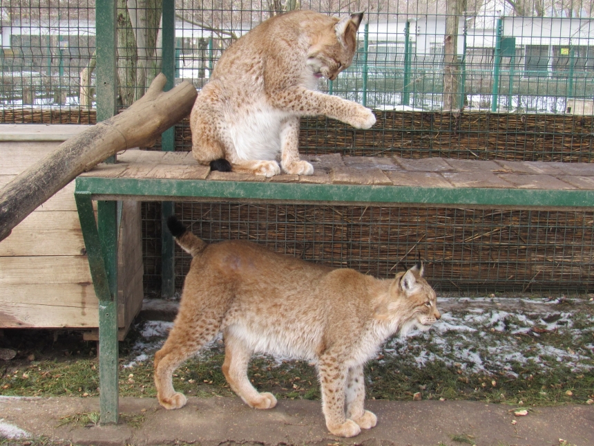 До Дня святого Валентина у Миколаївському зоопарку показали закохані пари (фото)