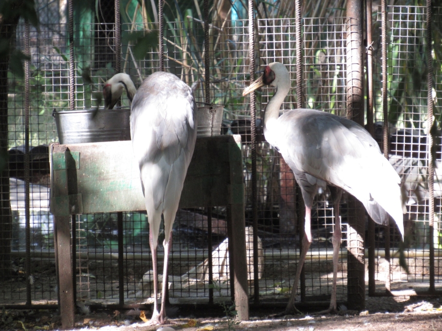 До Дня святого Валентина у Миколаївському зоопарку показали закохані пари (фото)