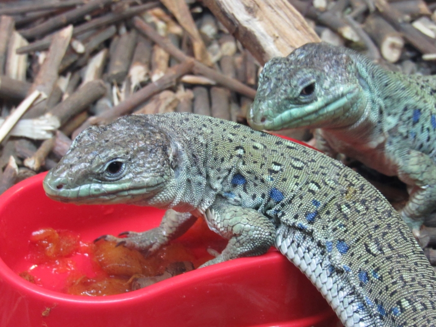 До Дня святого Валентина у Миколаївському зоопарку показали закохані пари (фото)