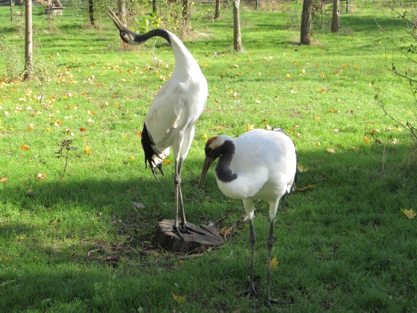 До Дня святого Валентина у Миколаївському зоопарку показали закохані пари (фото)