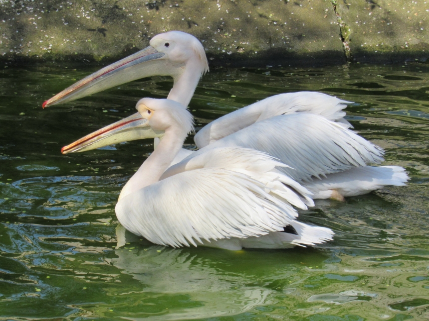 До Дня святого Валентина у Миколаївському зоопарку показали закохані пари (фото)