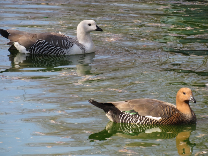 До Дня святого Валентина у Миколаївському зоопарку показали закохані пари (фото)