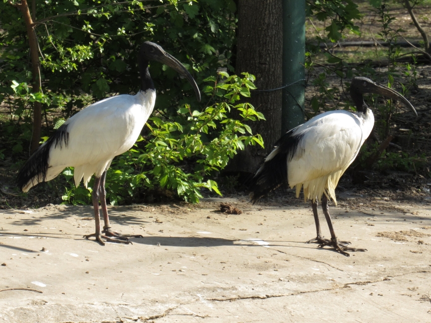 Ко Дню святого Валентина в Николаевском зоопарке показали влюблённые пары (фото)