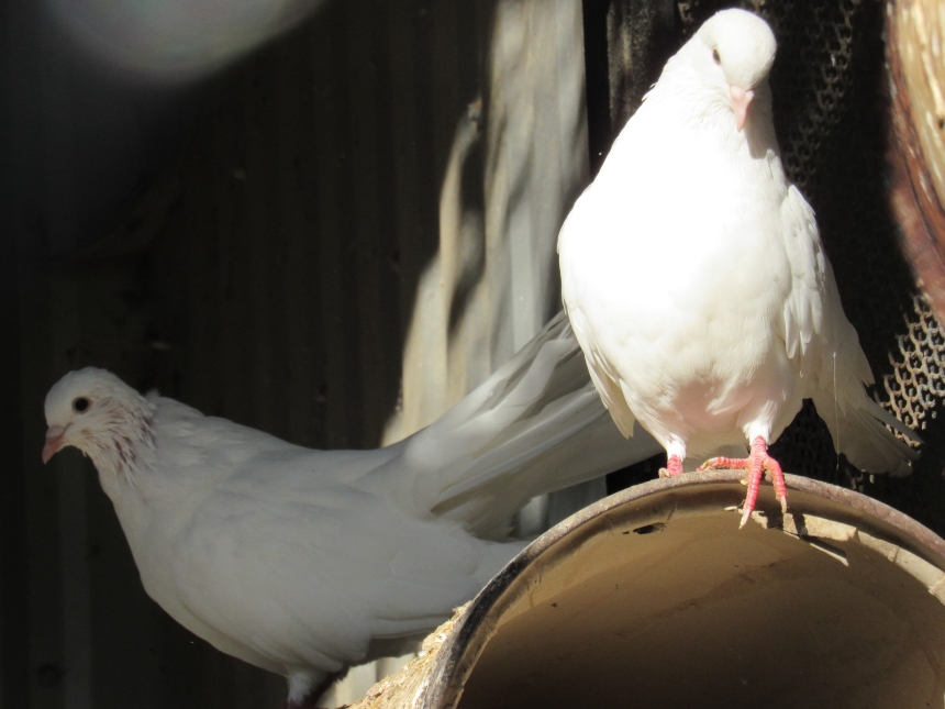 Ко Дню святого Валентина в Николаевском зоопарке показали влюблённые пары (фото)