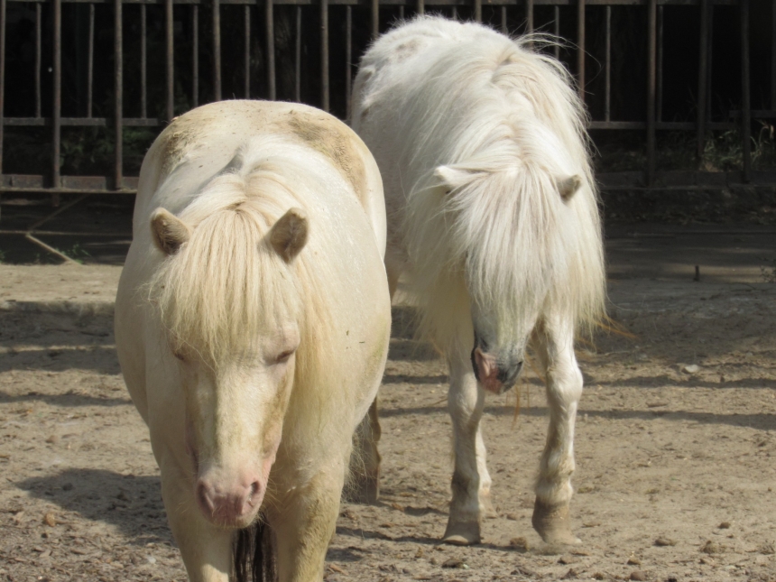 Ко Дню святого Валентина в Николаевском зоопарке показали влюблённые пары (фото)