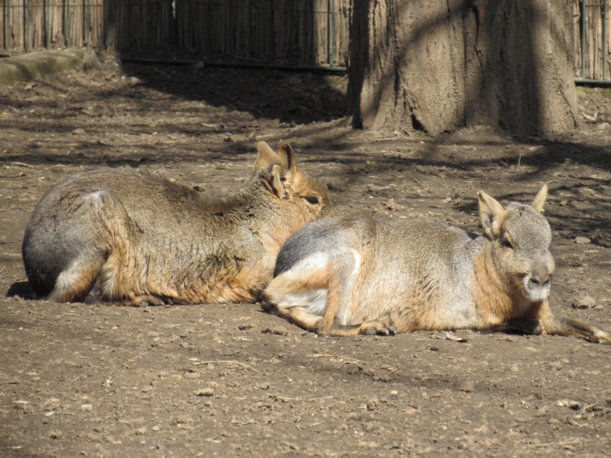 До Дня святого Валентина у Миколаївському зоопарку показали закохані пари (фото)
