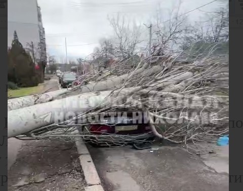 Огромный тополь упал на авто в Николаеве (видео)
