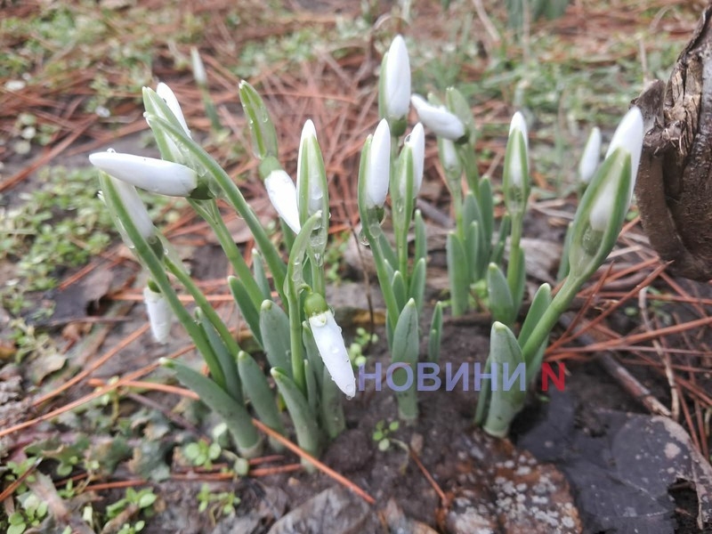Вітер та дощ: синоптики розповіли про погоду у Миколаєві та області 26 лютого