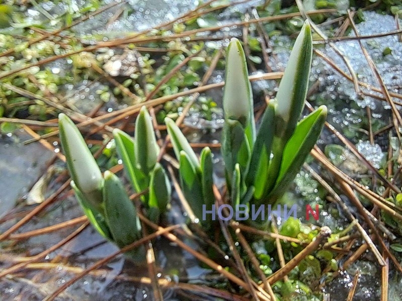 Метеообзор на март 2026: чего ожидать жителям Николаевской области