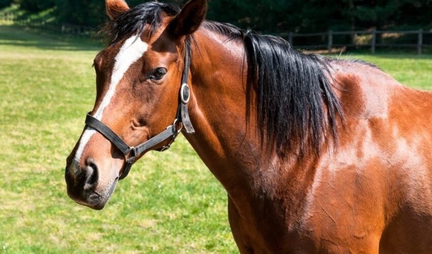 В Кривом Роге конь сбежал с фермы и попал под машину