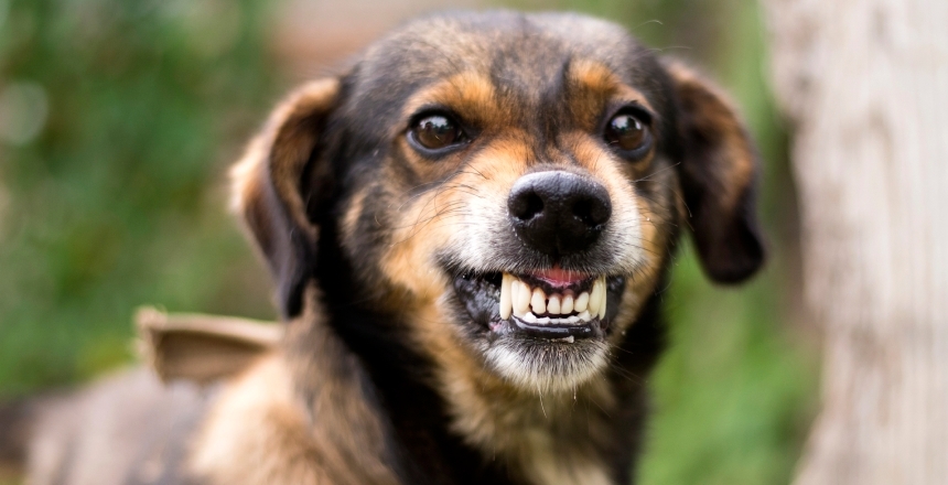 На Миколаївщині ввели карантин через сказ у собаки