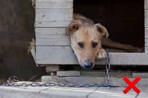 Собак не можна тримати на ланцюгу: за що можуть оштрафувати українців із 1 березня