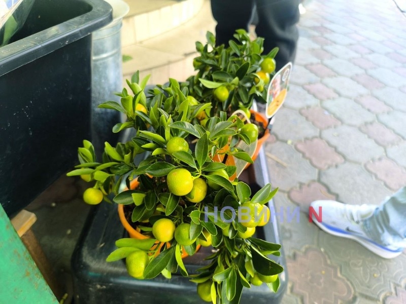 8 марта в Николаеве: на цветочных рынках ажиотаж (фоторепортаж)