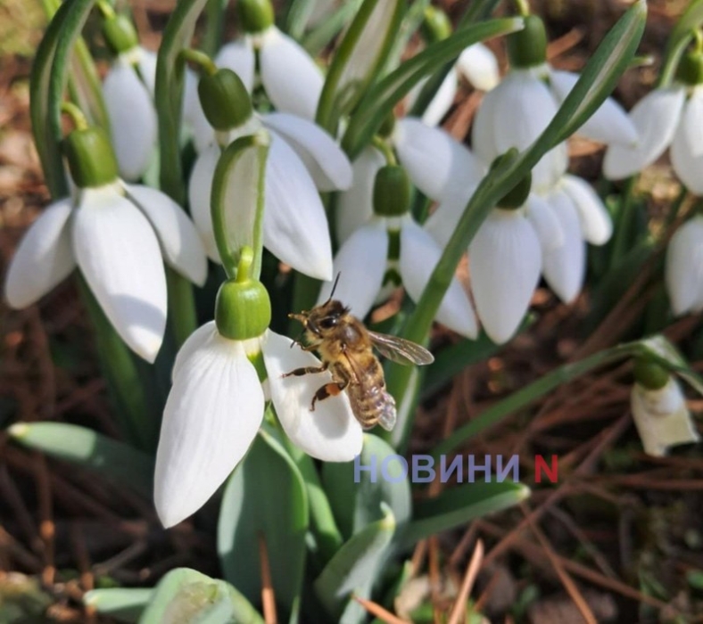 8 марта в Николаевской области: синоптики рассказали о температуре воздуха в регионе