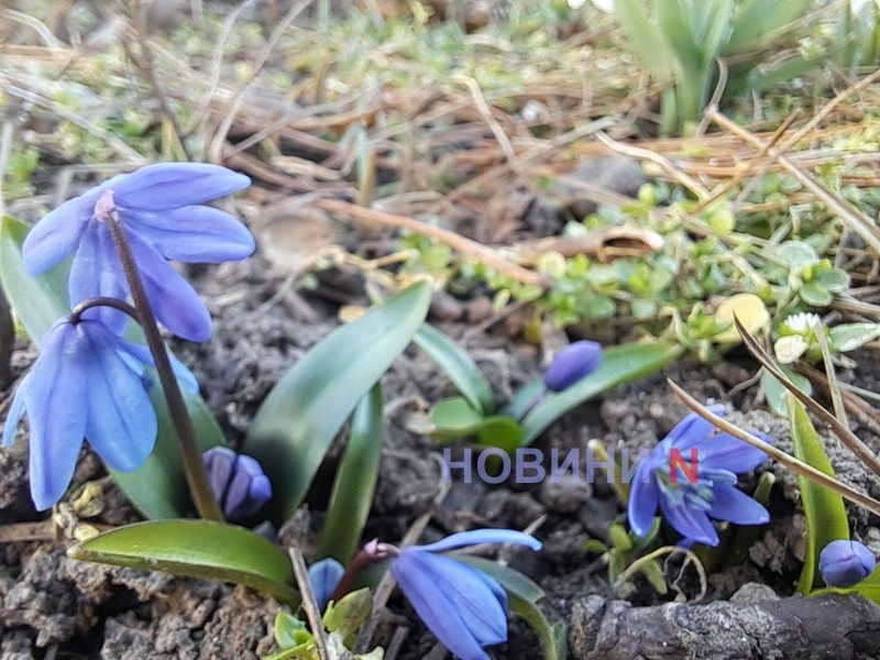 Ночью мороз, днем до +15°: синоптики рассказали о погоде в Николаеве и области 10 марта