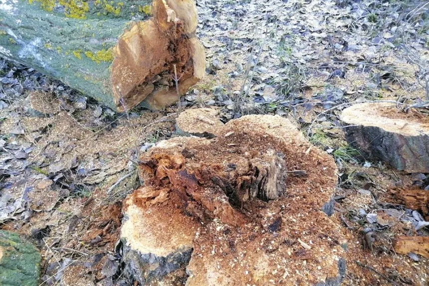 На Флотском бульваре в Николаеве вырубят 100-летние тополя