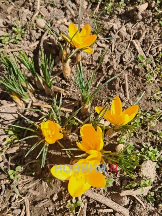 Ясно і до +19°С: синоптики розповіли про погоду у Миколаєві та області 12 березня