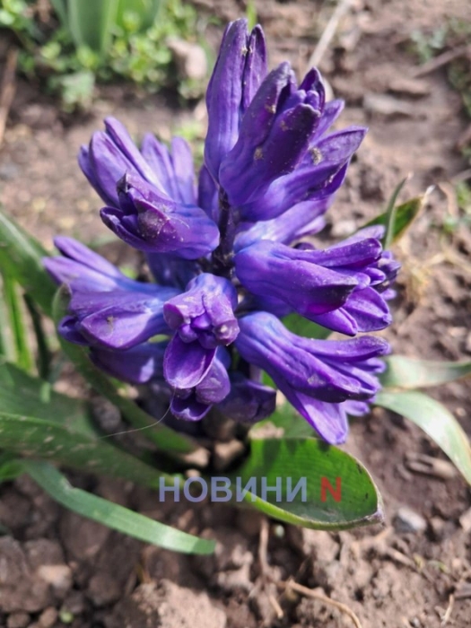 По-весеннему тепло: синоптики рассказали о погоде в Николаеве и области в пятницу, 13 марта