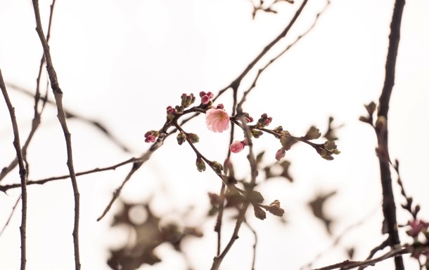 У Мукачеві зацвіла «шалена» сакура: у чому її особливість (фото)