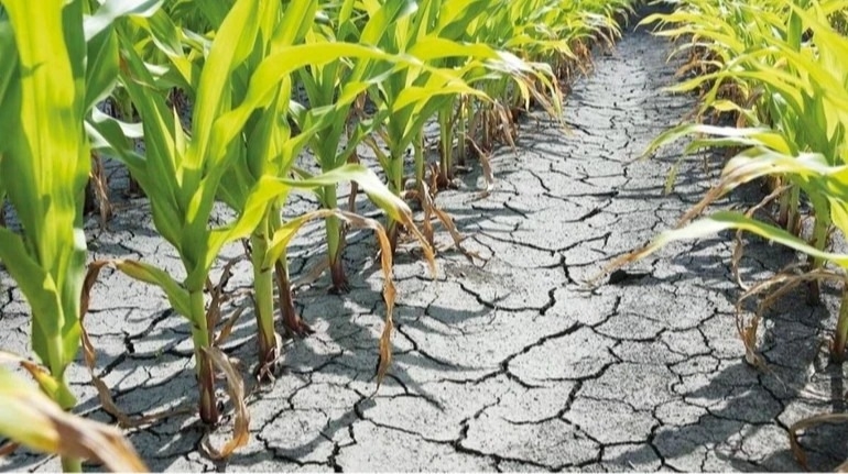 Сдержанный оптимизм: Ким об аграрной ситуации в Николаевской области