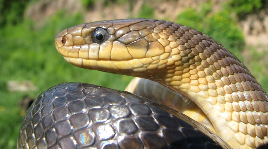 Житель Ровенской области попал в больницу из-за укуса змеи