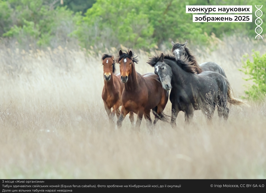 Фото коней Кінбурна зайняло призове місце на конкурсі Вікіпедії