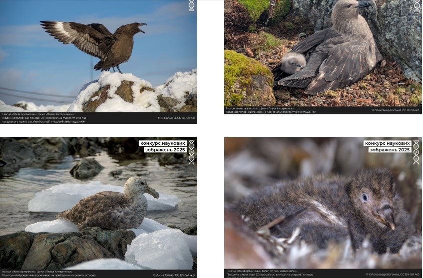 Фото коней Кінбурна зайняло призове місце на конкурсі Вікіпедії