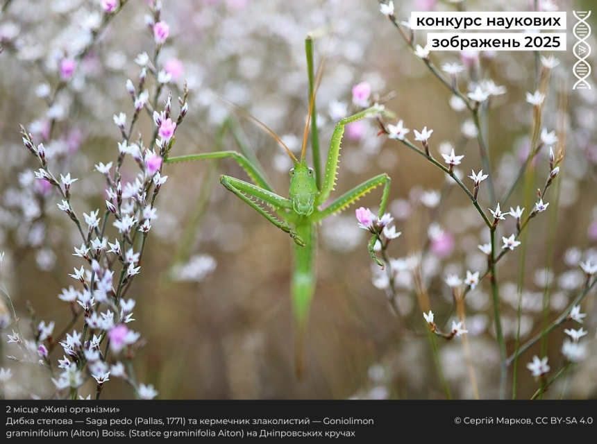 Фото коней Кінбурна зайняло призове місце на конкурсі Вікіпедії