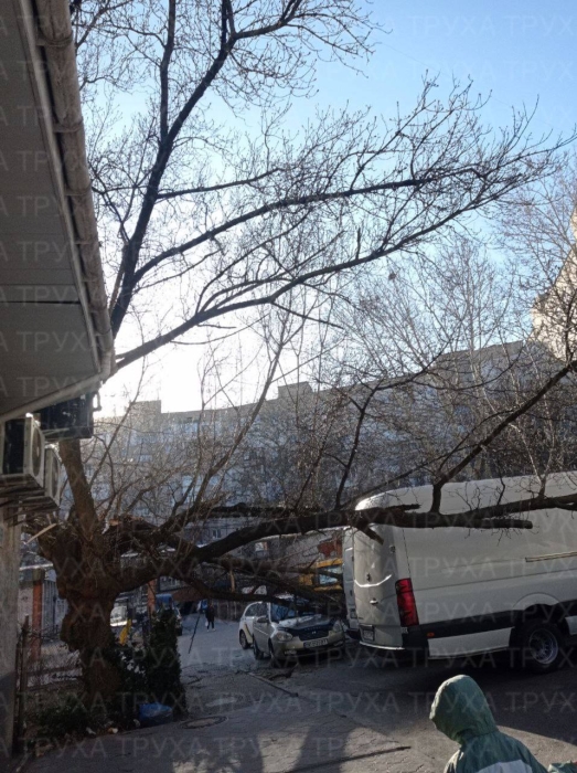 Дерево упало на автомобиль возле рынка в центре Николаева 